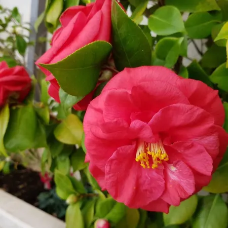 Sandra Solitudo Iii アパート *